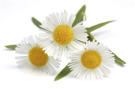 You can include eggs, yogurt, and half a cup of chamomile tea. CAMOMILE ESSENTIAL OIL. BIOPTOGREEN.COM