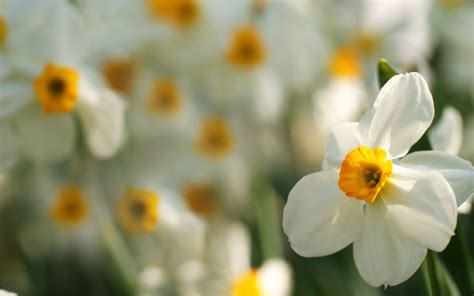 Daffodils Flower Pictures Hd Desktop Wallpapers 4k Hd
