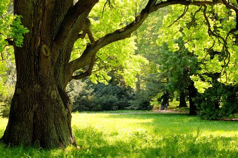 Bur Oak Planting And Maintenance Schulhoff Tree And Lawn Care Inc