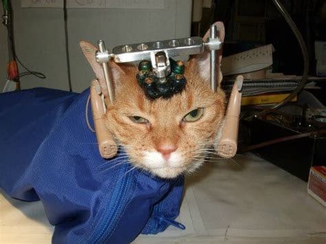Animal Testing On Cats