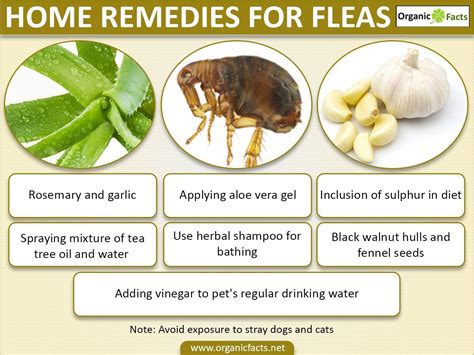 You can ease their itch (and protect yourself) by knowing how to spot and destroy fleas on your pet and in your house. Home remedies for fleas can include usage of rosemary ...