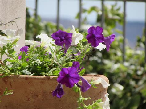 Vista da vicino di un bellissimo bouquet primaverile di fiori nel cestino di paglia. Vaso Con I Fiori Bianchi E La Porpora Immagine Stock ...