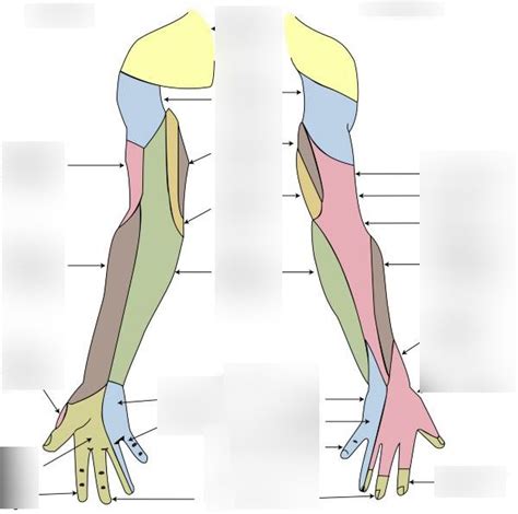 Inervacion Cutanea Del Miembro Superior Diagram Quizlet