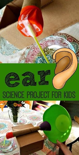 How To Make An Ear Model Human Body Science Project Experiment Artofit