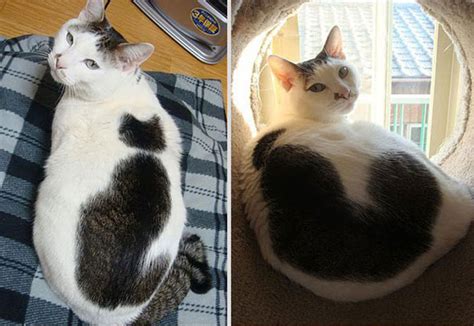 12 Unique Cats In The World Because Of Unique Markings On Their Fur