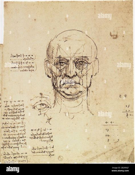 Leonardo Da Vinci Study Of Proportions Of The Face With Details Of