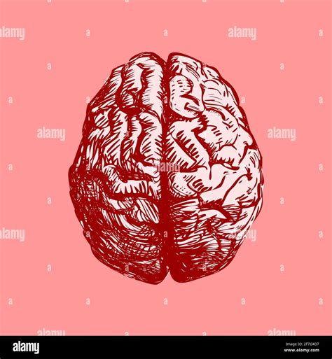 Illustration Of Human Brain Stock Photo Alamy