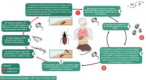 Ciclo Da Trypanosoma Cruzi