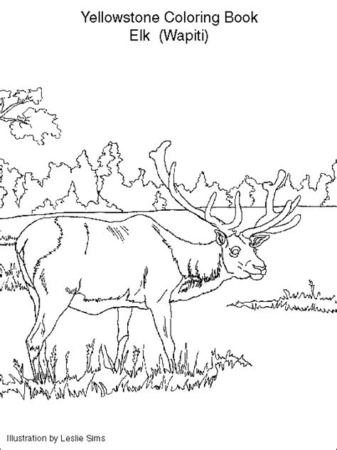 Designing coloring pages of our national parks. Kids Corner - The Secret Of Yellowstone