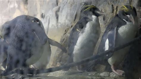 Moody Gardens Hoping For Successful Macaroni Penguin Hatching