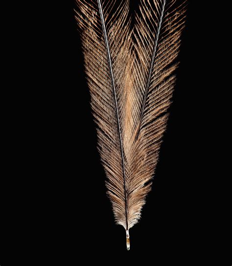 Bird Feathers Like Youve Never Seen Them Before Audubon