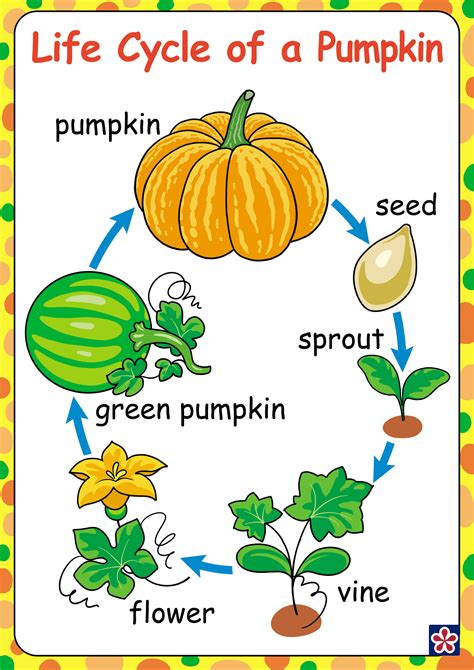Https://tommynaija.com/worksheet/life Cycle Of A Pumpkin Worksheet Free