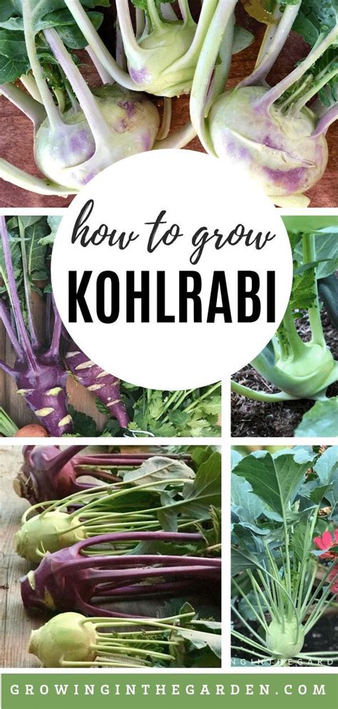 How To Grow Kohlrabi 5 Tips For Growing Kohlrabi Growing In The
