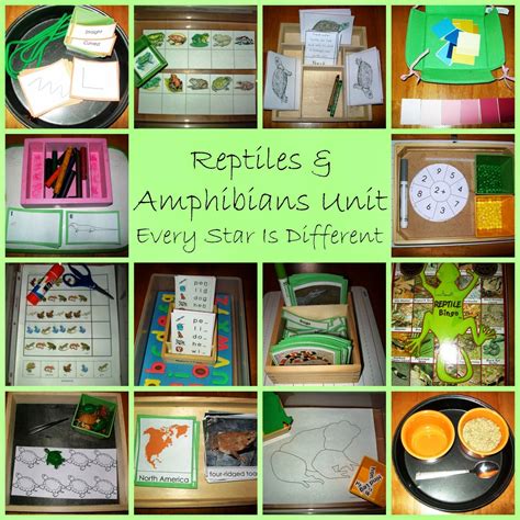 Free Printables | Amphibians activities, Reptiles and amphibians