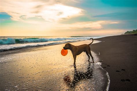 Best Dog Friendly Beaches In Maine Acer Properties And Rentals