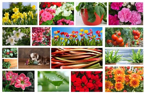 Other signs of toxicity include. Are Carnations Poisonous To Cats