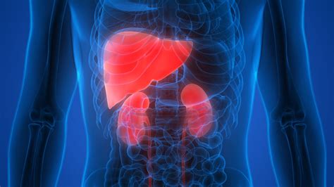 The Best Supplements And Herbs To Nurture Your Liver And Kidneys Paul Wagner