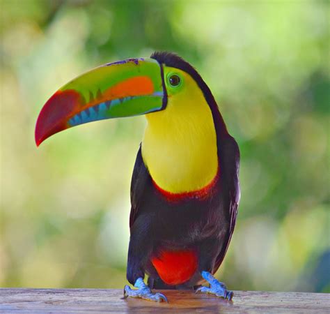 Keel Billed Toucan Keel Billed Toucan Toucans Toucan Art