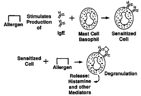 Mechanism Of Ige Mediated Food Allergy Download Scientific Diagram