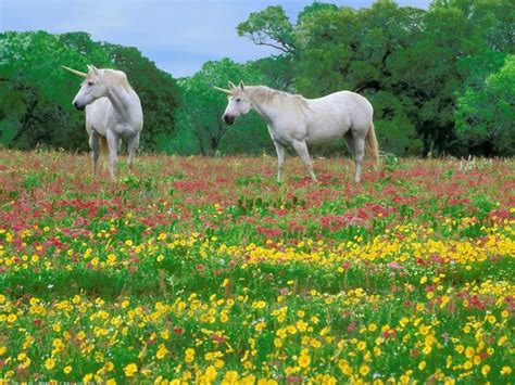 Two White Unicorns Wallpaper Horses Grass Field Flowers Plant