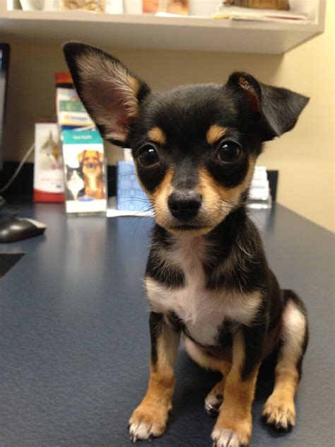 Taco Terrier Chihuahua Toy Fox Terrier Mix Info Puppies