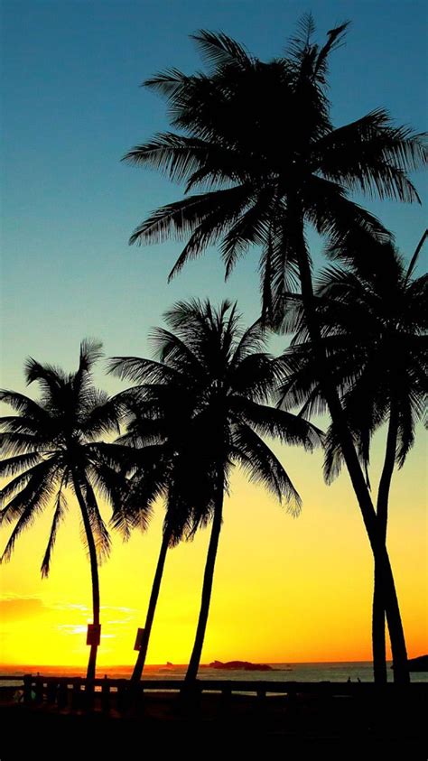 Palm Tree Iphone Wallpapers 4k Hd Palm Tree Iphone Backgrounds On