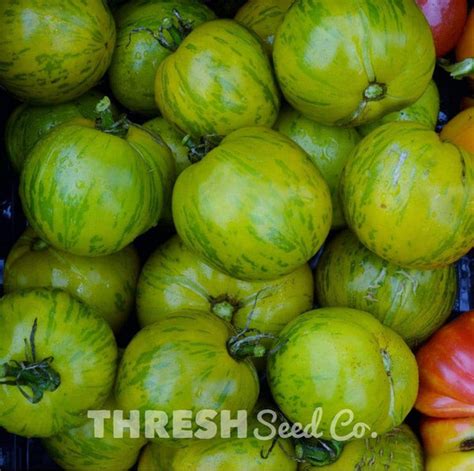 Green Zebra Heirloom Tomato Thresh Seed Co