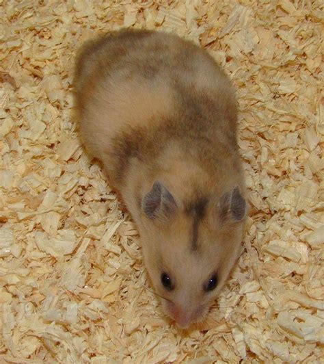 Gold Tort Female Hamster Life Hamster Treats Syrian Hamster Cute
