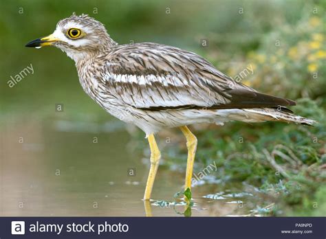 Eurasian Curlew Chick Hi Res Stock Photography And Images Alamy