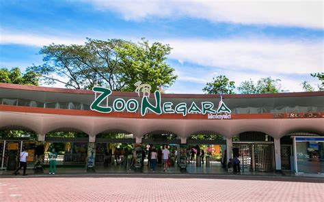 Zoo Negara Panda Conservation Centre Tickets Updated 2021 Headout