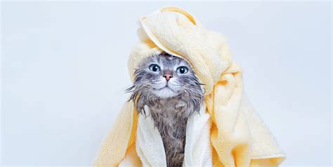 How To Give Your Cat A Bath 11 Simple Steps Pet Keen