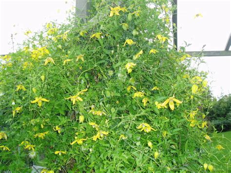 We did not find results for: Clematis Tangutica 'Radar Love' : Grows on You