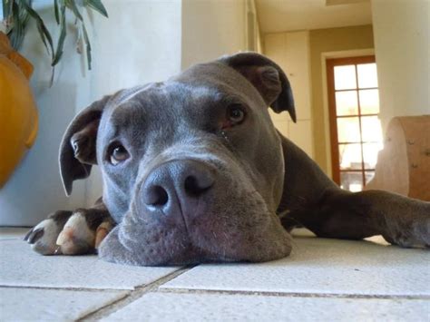 Blue Nose Pitbull Price - Common Myths (what you need to know) - The