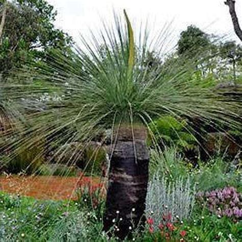 Xanthorrhoea Australis ‘ Grass Tree Dandh Seed Harvest Co