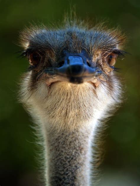 African Ostrich Photo By Andhi Priatmoko — National Geographic Your