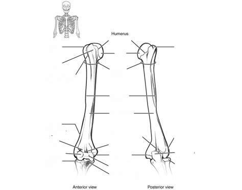 Humerus