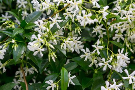 How To Grow And Care For Star Jasmine Uk