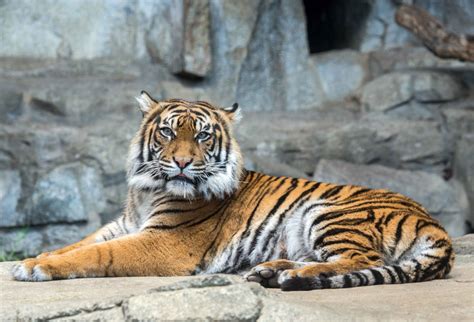 Death Of Sumatran Tigers Zoo Berlin