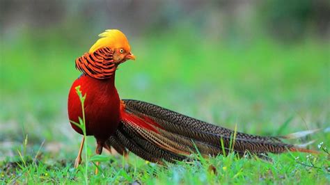 Top 10 Most Beautiful Birds In The World Golden