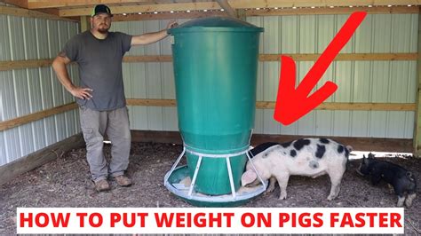 This Ultimate Automatic Pig Feeder Will Get Your Pigs To Butcher Weight