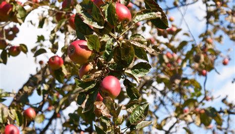 You can spray the tree with a strong stream of water to knock off pests. Dormant Spray Schedule for Fruit Trees | Garden Guides
