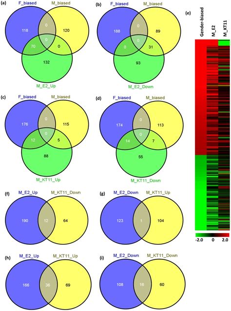 A Venn Diagram Of Up Regulated Genes In E2 Treated Males Overlapped