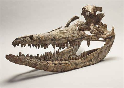 ichthyosaur skeleton at on display at birmingham museum bbc news