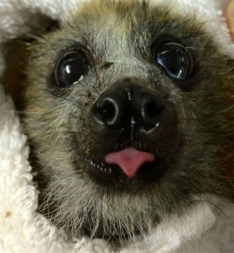 Batty Tongue Animals And Pets Baby Animals Cute Animals Fox Bat Bat