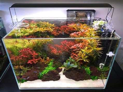 Pin On Aquascaping