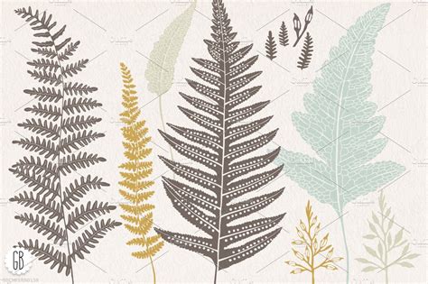 Fern Botanical Vector Graphics Custom Designed Illustrations