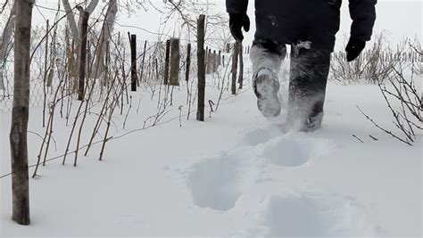 Man Wades Knee Deep Through Snow Man Walking Forward In Deep Snow