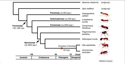 The Genomic Impact Of 100 Million Years Of Social Evolution In Seven