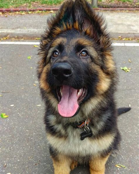 The long haired gsd's fluffy coat comes in a variety of. Aragorn my beautiful german shepherd long hair | German ...