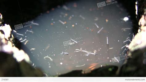 Larvicides kill mosquito pupae and larvae. Mosquito Larvae Are Swimming In Pool Of Water (High ...